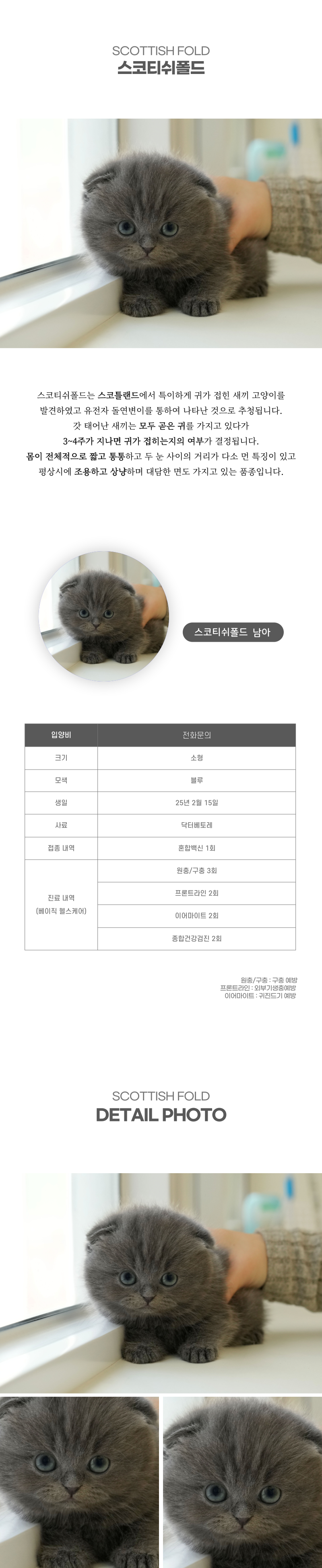 스코티쉬폴드_상세이미지_2